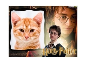 Moldura - Harry Potter Frame