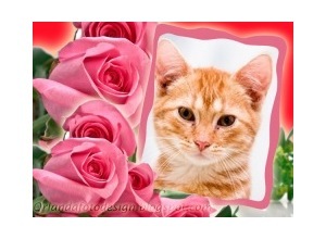 Moldura - Lindas Rosas