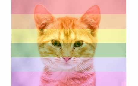 Moldura - Efeito Arco Iris Do Facebook