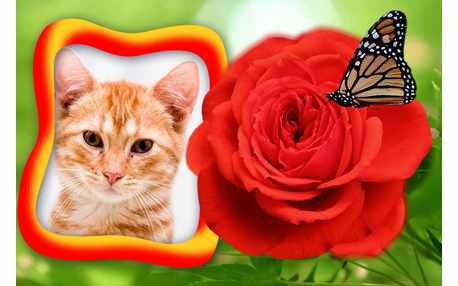 Moldura - Rosa Vermelha Com Borboleta