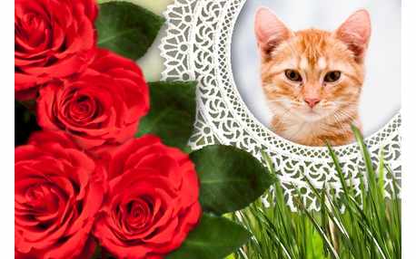 Moldura - Rosas Vermelhas Na Renda