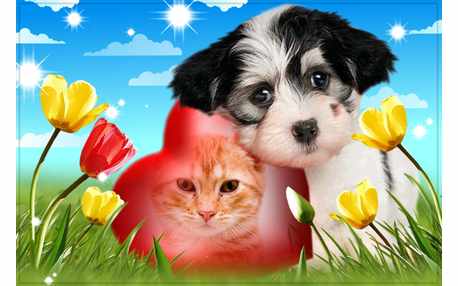 Moldura - Cachorrinho Carinhoso Foto No Coracao