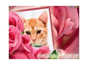 Moldura - Rosas Lindas