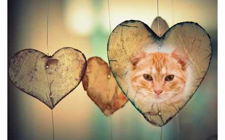 Moldura - Coracao De Madeira