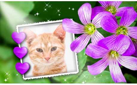 Moldura - Flores Do Campo