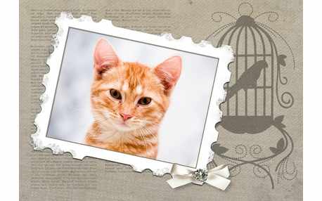 Moldura - Quadro Com Gaiola