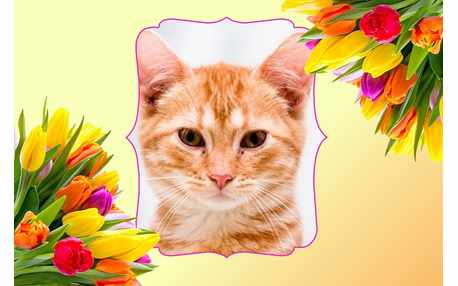 Moldura - Tulipas Coloridas