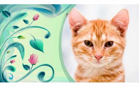 Moldura - Flores Pintadas