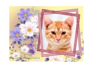 Moldura - Belo Cartao