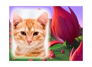 Moldura - Botao De Flor Vermelha