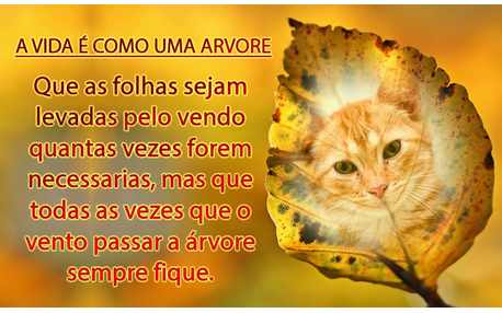 Moldura - Foto Na Folha Da Arvore