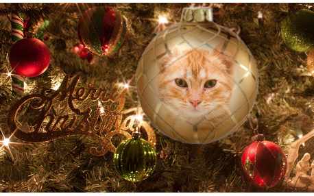 Moldura - Merry Christmas 2016