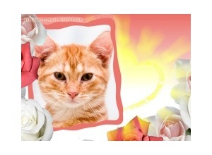 Moldura - Rosas Brancas E Vermelhas