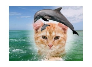 Moldura - Golfinhos Saltando