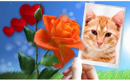 Moldura - Montagem De Foto De Papel Com Rosa Laranja 