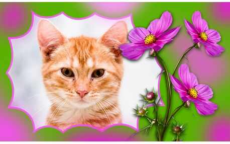 Moldura - Flor Rosa Nas Fotos