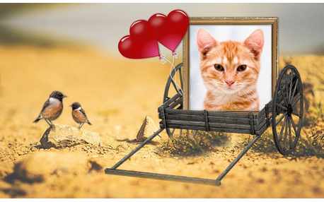 Moldura com Foto Na Carrocinha