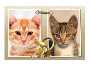 Moldura para duas Fotos - Aliancas Casamento