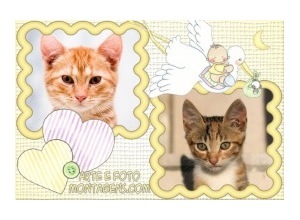 Moldura para duas Fotos - Cegonha