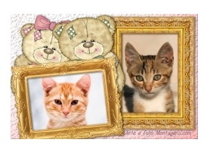 Moldura para duas Fotos - Casal De Ursinhos