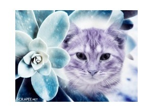 Moldura - Flor Azulada