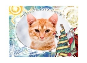 Moldura - Noel E Arvore