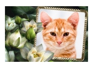 Moldura - Flores Maravilhosas