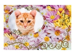 Moldura - Flores Diversas