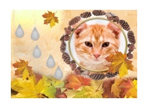 Moldura - Gotas E Folhas