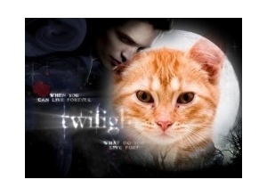 Moldura - Filme Crepusculo