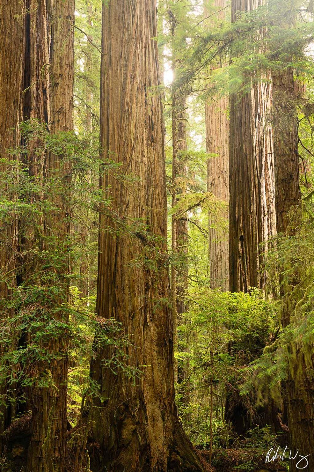 Towering redwood trees create a majestic forest canopy with dappled sunlight filtering through.