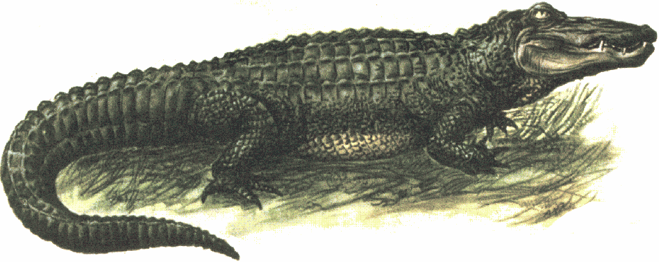 Seventh Ward Gators