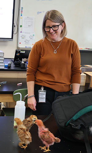 AP Bio teacher Katrina Robinson looks after three baby chickens.