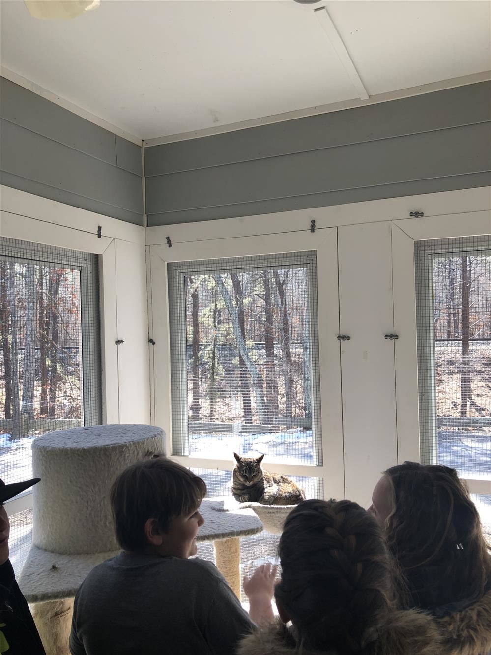 A group of people sitting in a room with a cat.