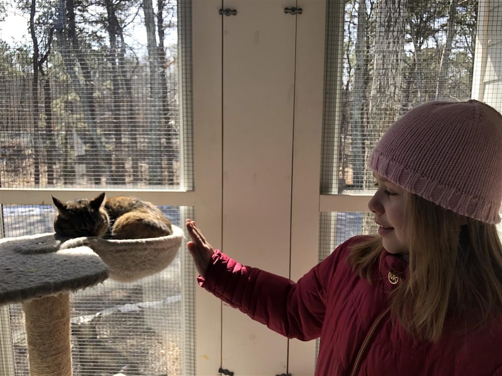 A girl gently pets a cat on a cat tree.