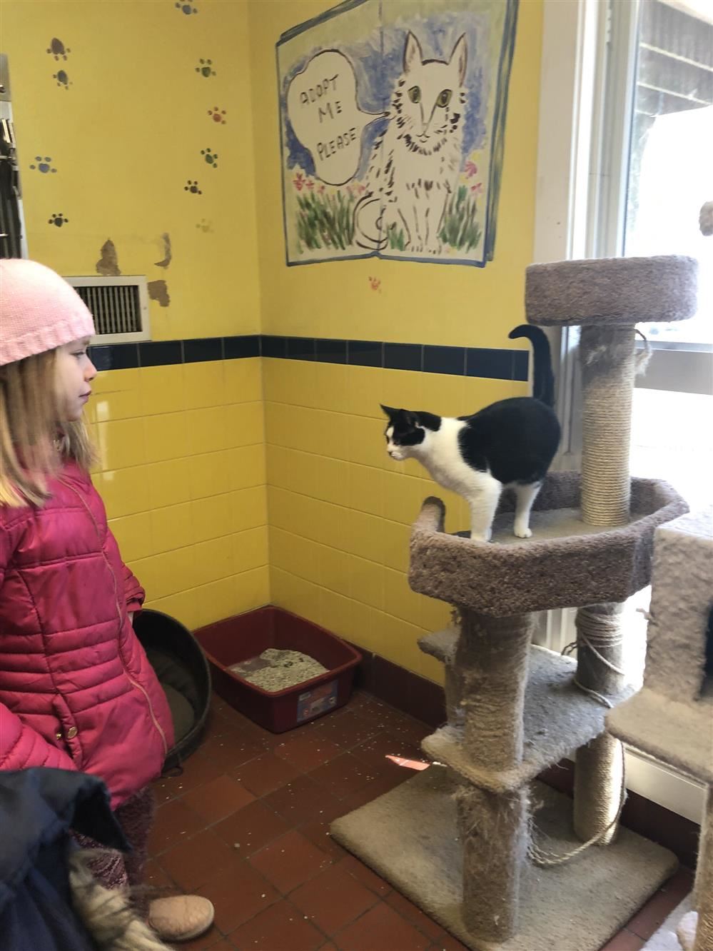 Young girl interacting with a cat in a cat room.