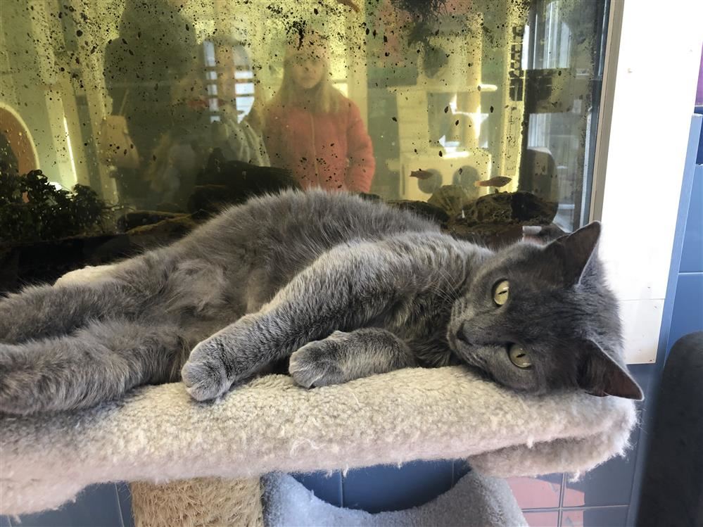 Gray cat lounging on cat tree at ARF.