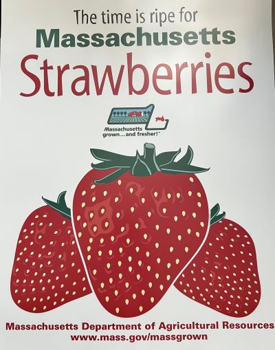 Poster promoting Massachusetts strawberries with text 'The time is ripe for Massachusetts Strawberries' and images of three large strawberries.
