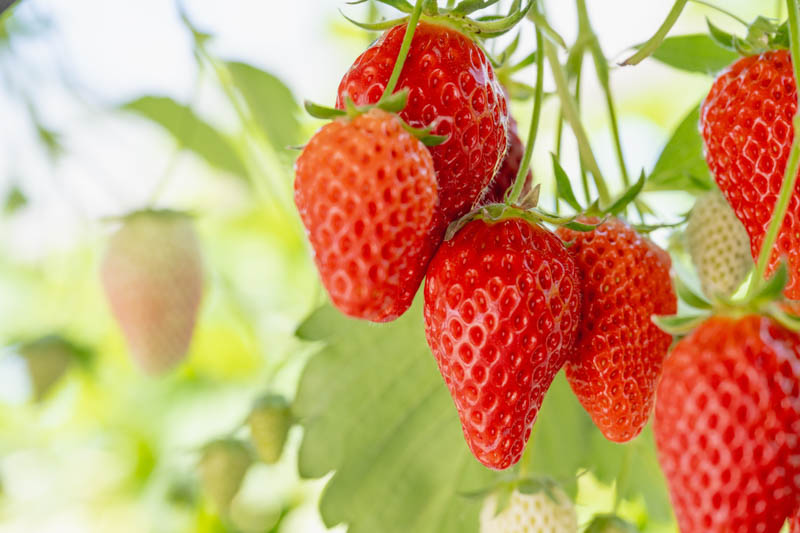 Close-up of ripe, red strawberries growing on a vine.