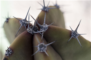  Senior Ellie Frye received 1st placed in the Skills USA Arizona State Championship April 11.   This marks the first time any student from Glendal Union has won this honor, and it will send Ellie to Atlanta, Georgia this summer to represent Arizona at Nationals. Here is Ellie and her Photo Teacher Michelle Pisarcik as well as a few of her Photos.