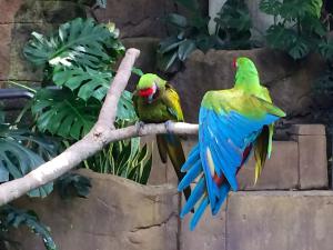 Parrots - Rainforest Pyramid - Moody Gardens