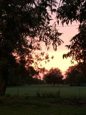 Summer sunset