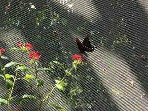 Butterfly - Tropical Rainforest Pyramid