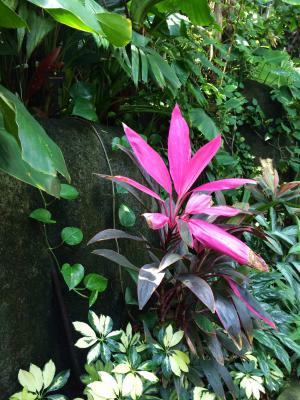 Flora in rainforest