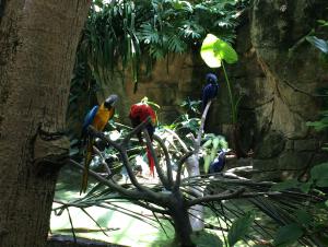 Parrots