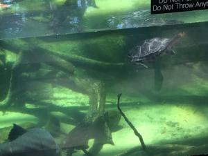 Turtle 