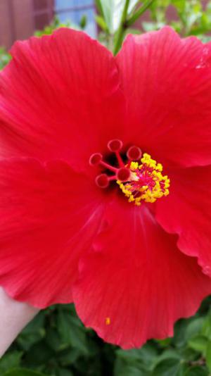 Hibiscus