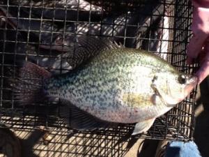 Crappie from Lake Limestone
