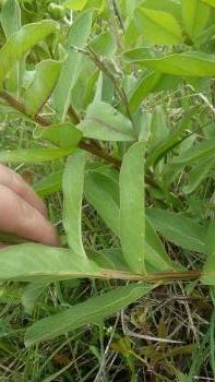 Monarch butterfly eggs on the underside of a milkweed plant.