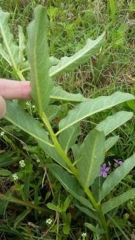 The little white dots are Monarch eggs.